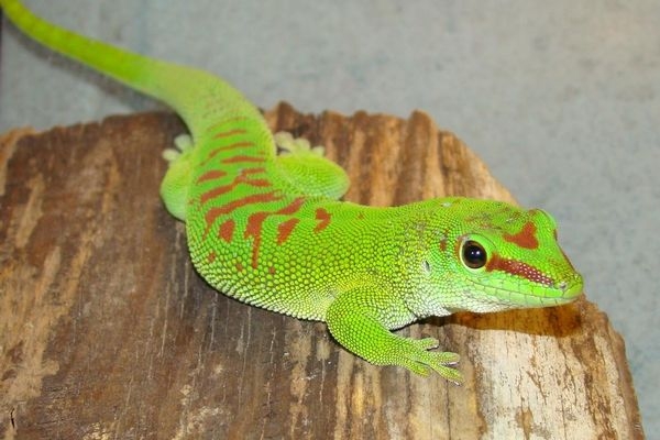 У Черкаському зоопарку народилися гекони (ФОТО)