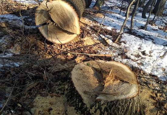 Незаконно вирубали дерев на мільйон гривень