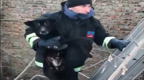 У Звенигородці надзвичайники врятували собаку (ВІДЕО)