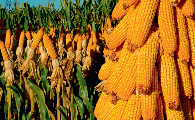 Як обрати оптимальні строки сівби кукурудзи