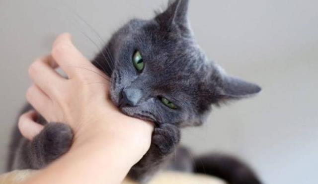 На Смілянщині хвора на сказ кішка покусала 4 людей