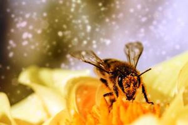 Черкаських аграріїв закликають подбати про бджіл