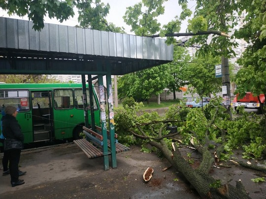 У Черкасах на маршрутний автобус упало дерево