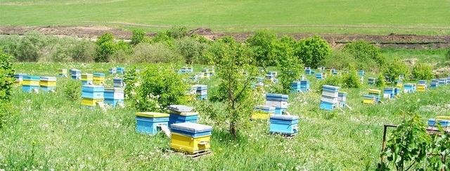 Бджолярам Черкащини нагадують про переваги зареєстрованих пасік