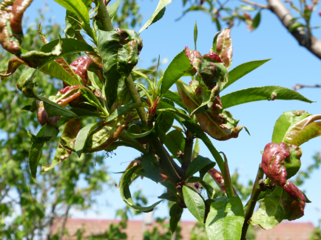 Негода на Черкащині спричинила захворювання дерев персика