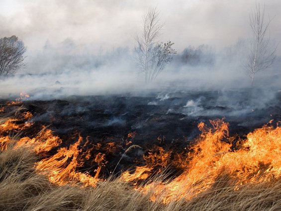 Черкаські рятувальники закликають громадян не провокувати пожежі у природних екосистемах
