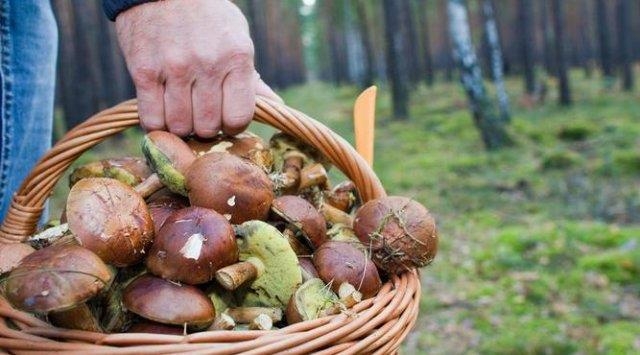 6 осіб отруїлося грибами на Черкащині із початку року
