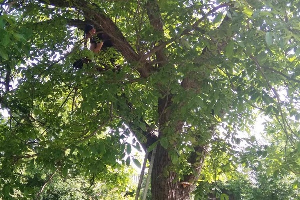 У Звенигородці рятувальники зняли кота з дерева