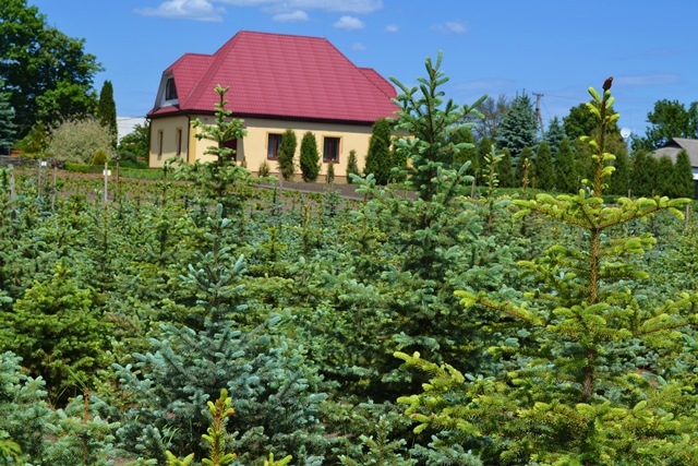 Смілянське лісництво – переможець всеукраїнського конкурсу на краще лісництво