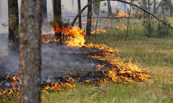 Рятувальники закликають не провокувати пожежі у природних екосистемах (ВІДЕО)