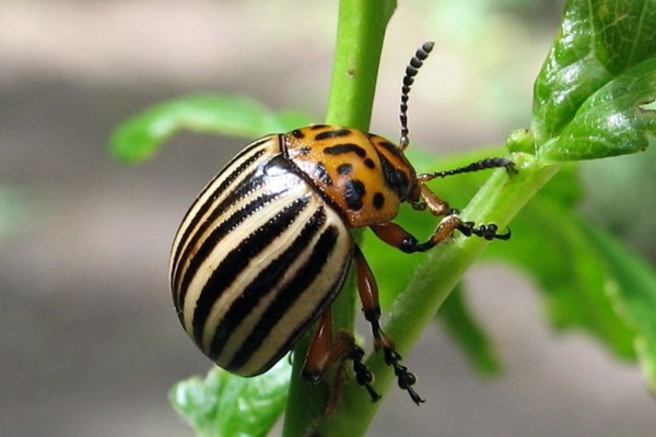Сезон боротьби з колорадським жуком: методи, засоби, хитрощі