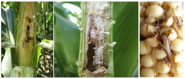Розпочався літ шкідників кукурудзи: інформація для аграріїв
