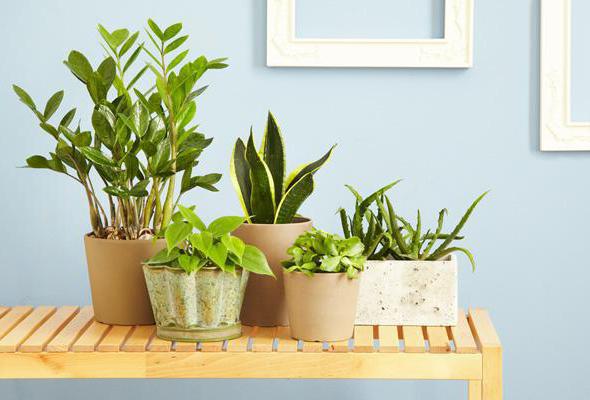 Допоможіть кімнатним рослинам пережити літо