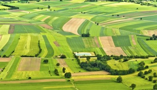 На Черкащині під час аукціону вартість оренди земельної ділянки зросла до 115% від НГО