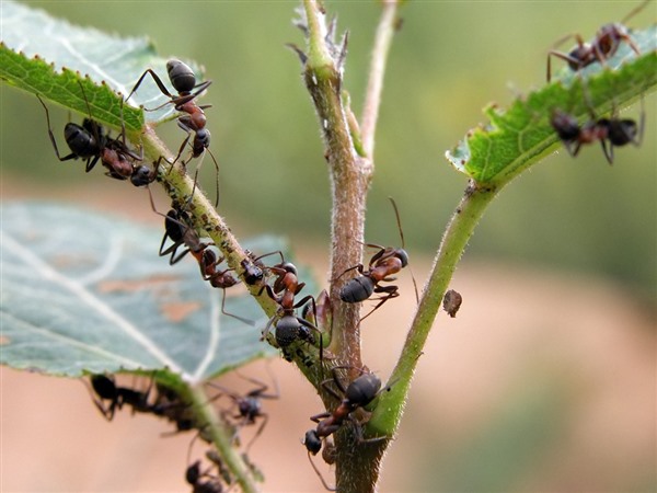 Садівники проти мурах: народні засоби в боротьбі  з комахами