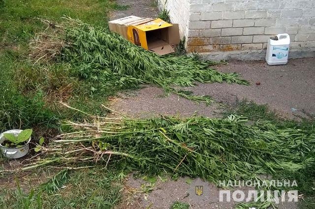 Правоохоронці вилучили 245 рослин коноплі на Чигиринщині