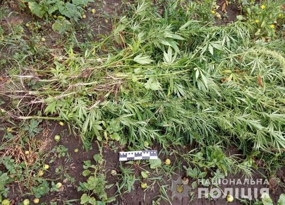 На Чигиринщині поліцейські виявили посів рослин коноплі