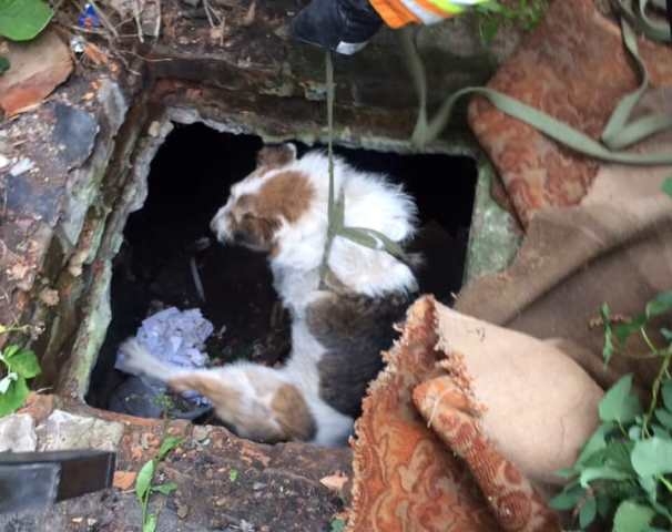 Котики і собачки: вчора рятувальники допомагали тваринам