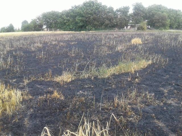 У Жашкові вогонь знищив посіви ячменю на приватній ділянці (ФОТО)