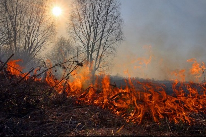За добу на Черкащині п’ять разів гасили ліс, суху траву та очерет