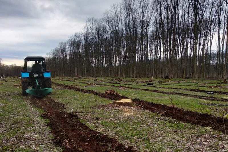 Кам᾿янські лісівники висадили понад півмільйона дерев