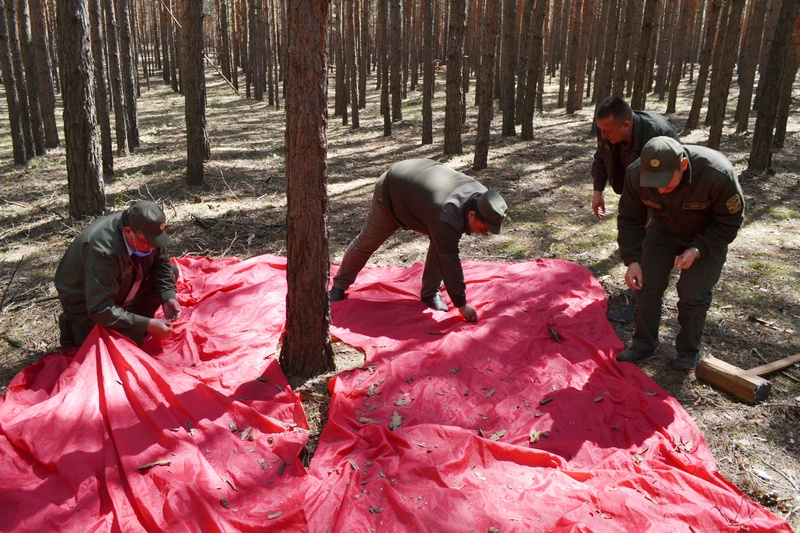 На Чигиринщині сосновий шовкопряд пошкодив майже 1 300 га лісу