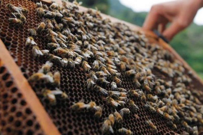 Як живеться в Україні бджолам та бджолярам