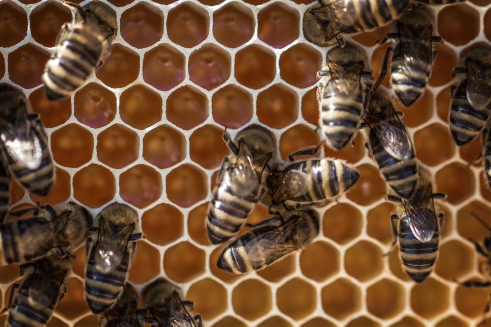 Пасічники та аграрії області провели онлайн-семінар щодо підтримки бджолярства