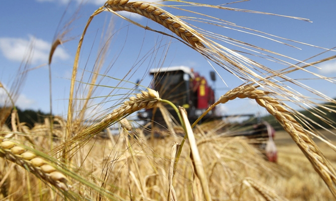 На Черкащині прогнозують високий врожай озимих зернових