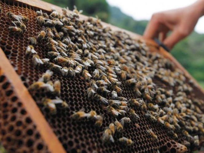 Черкаські бджолярі можуть отримати дотації від держави