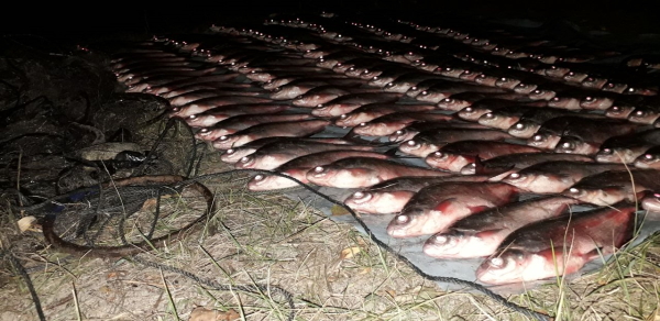На Черкащині браконьєр виловив риби на 15 тисяч гривень