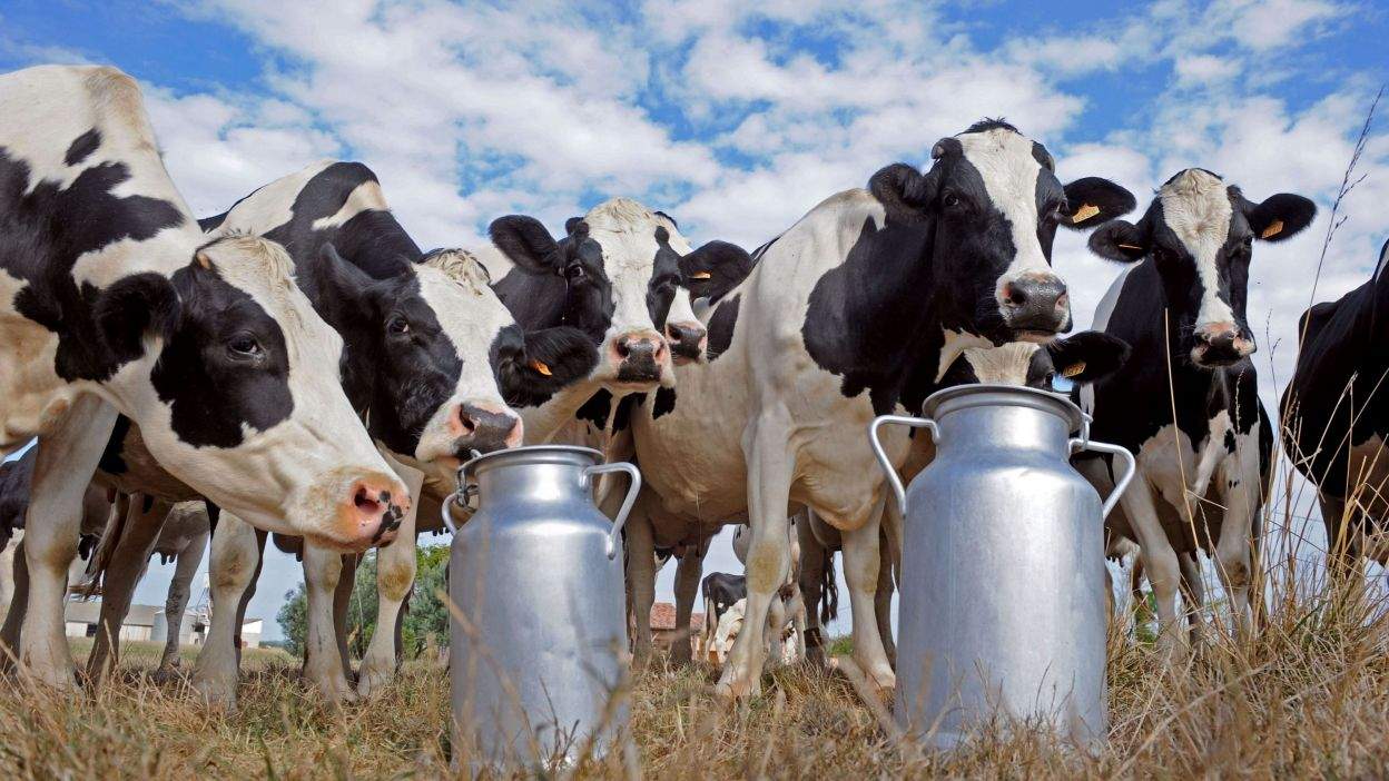 Черкащина – лідер в Україні за рівнем розвитку галузі молочного тваринництва