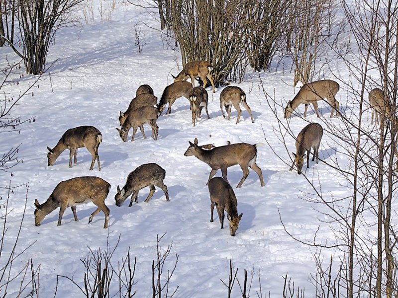 В області розпочинається зимовий облік мисливських тварин