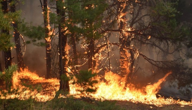 Зеленський підписав закон, що забороняє спалювати суху траву в лісах і біля водойм