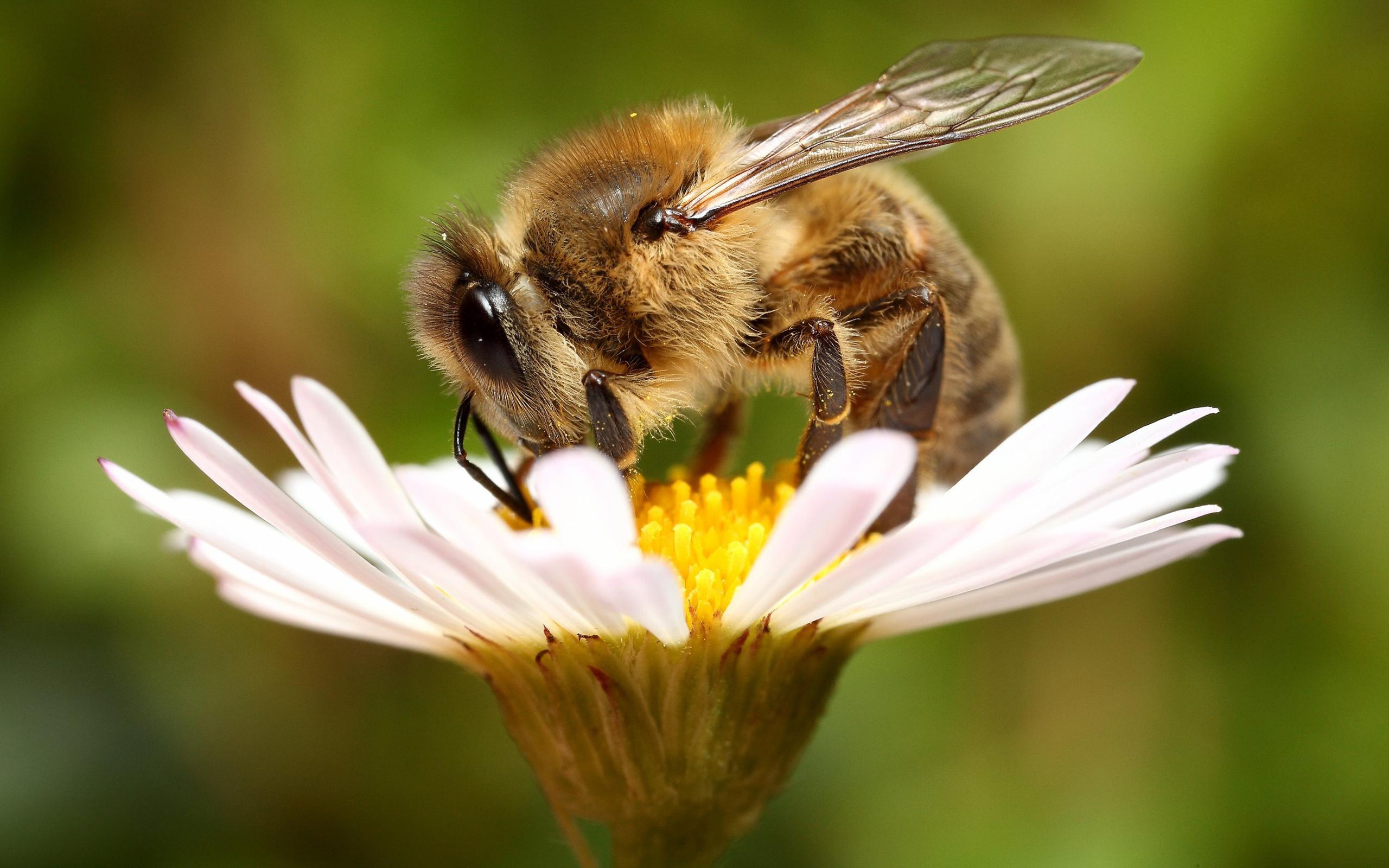 Бджолярам Черкащини нарахували більше 12 млн грн дотацій