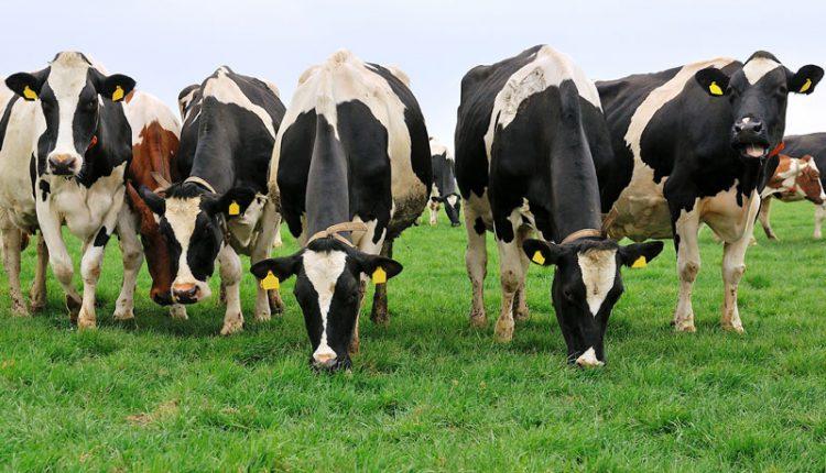 У сільгосппідприємствах області зростає чисельність великої рогатої худоби
