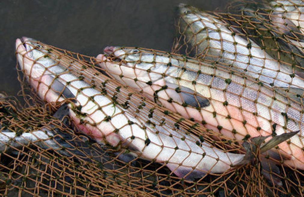 Тонну риби і 12 човнів вилучила в браконьєрів Золотоніська поліція (ВІДЕО)