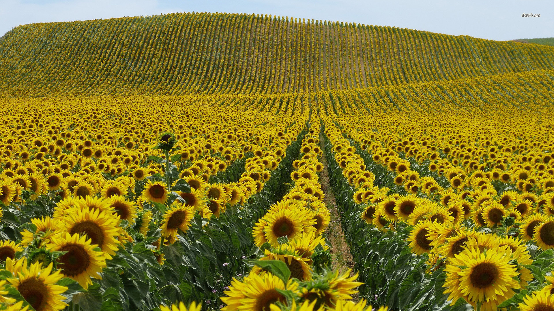 Урожай соняшнику на Черкащині може сягнути рекордних значень