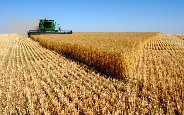 Аграрії області розпочали збирати зернові та зернобобові культури