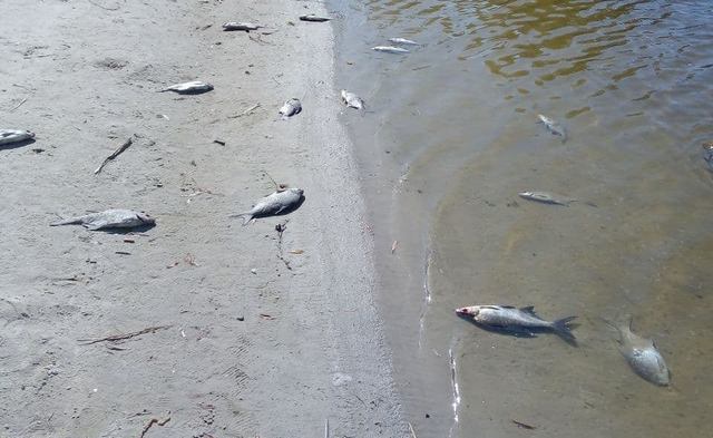 Дніпровська риба заражена лігульозом. Чи безпечна вона для людей?