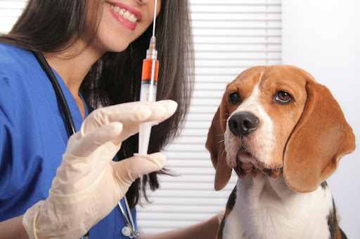 У Черкасах вакцинуватимуть тварин від сказу