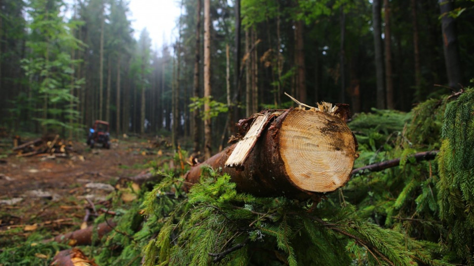 Уманські лісівники вирубали дерева на понад 450 тисяч гривень