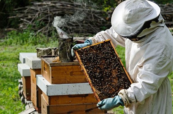 21 млн грн – розмір дотації на підтримку бджільництва в області