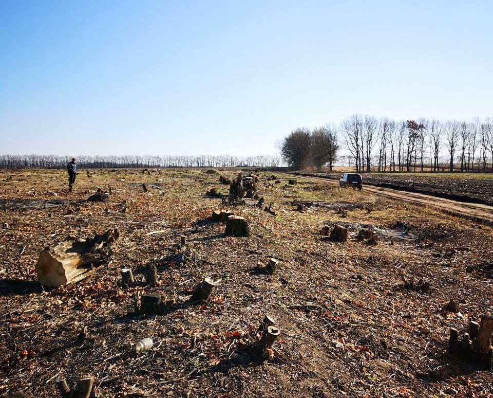 Неподалік Кам’янки незаконно вирубали понад 1,5 тисячі дерев