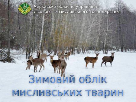 У лісах Черкащини розпочався зимовий облік диких тварин