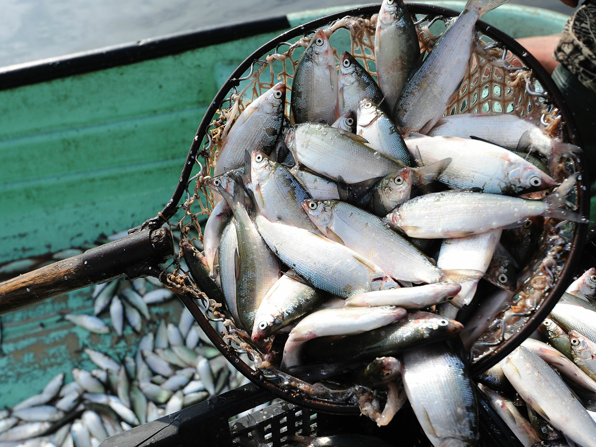 На Черкащині заборонили промисловий вилов риби
