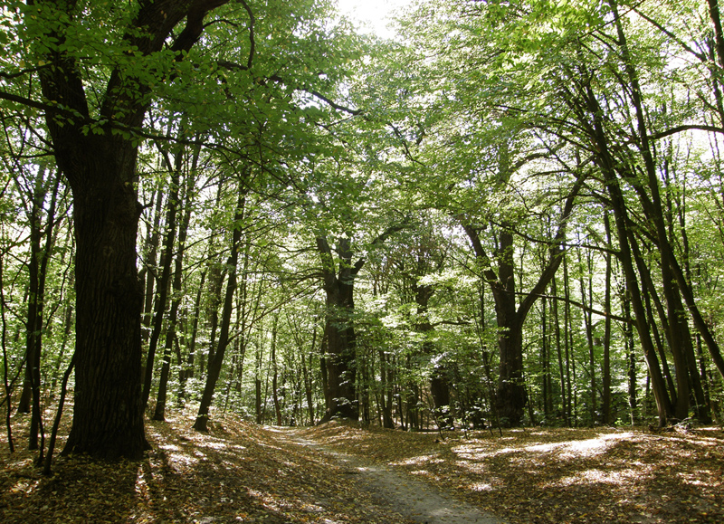 Відтепер на Черкащині заборонено ходити до лісу