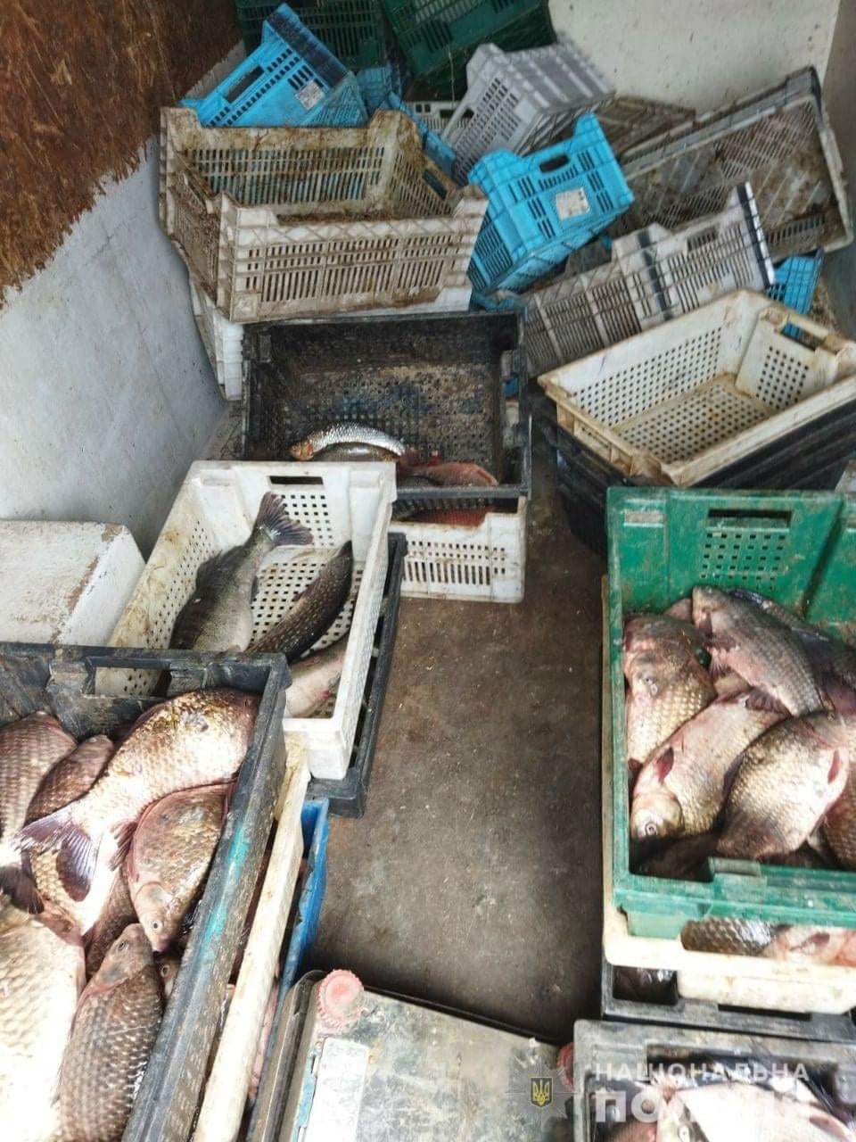 На Золотоніщині затримали браконьєра, який перевозив 150 кг риби