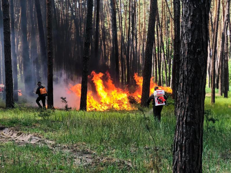 Звенигородські лісівники спільно з ДСНС навчалися гасити лісові пожежі