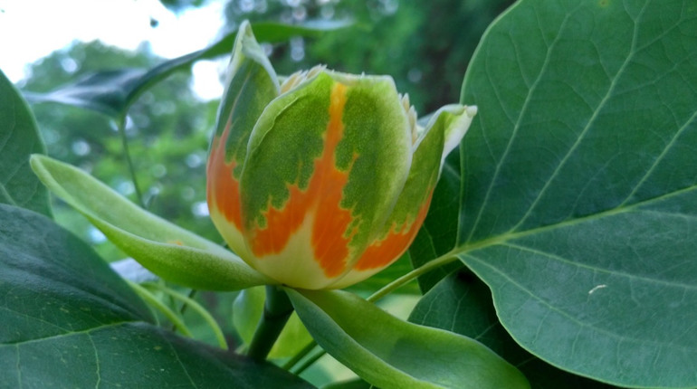 В уманській «Софіївці» розквітає тюльпанове дерево